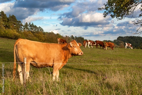 Herd of cows grazing near the forest. A sunny autumn evening on the pastures.