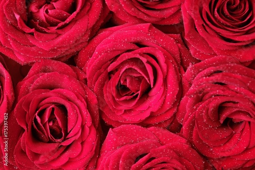 Beautiful red rose with drops of dew in the morning