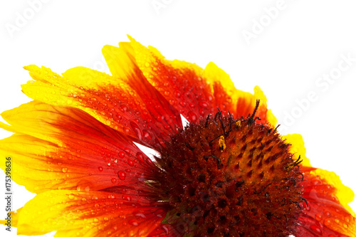 Gaylardia flower in water drops on a white background photo