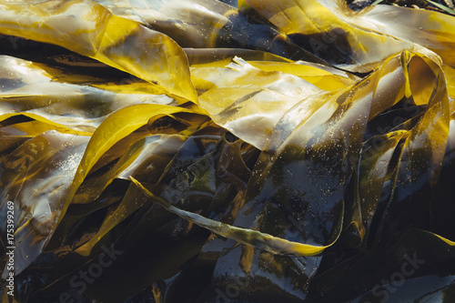 Bull kelp seaweed at low tide, close up photo