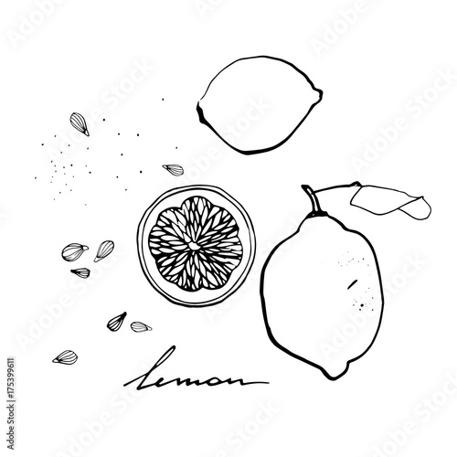 Lemon, A slice of lemon, Seeds. Hand drawn linear vector illustration.