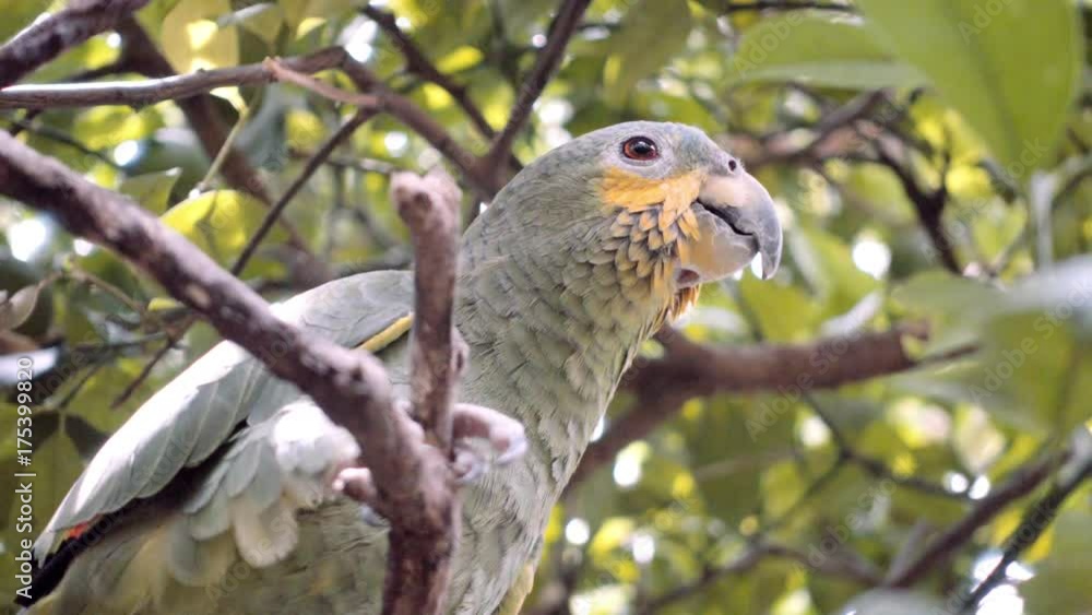 Green parrot on a branch, 4k Green parrot on a branch, 4k