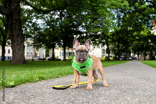 A french bulldog puppy with harness and leash standing on the sidewalk outside. photo