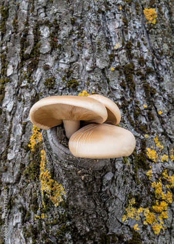 Mushrooms