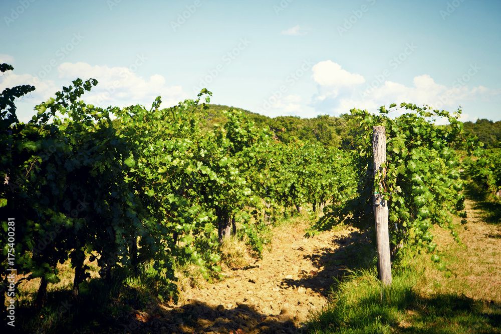  vineyard in summer, plant arrays.