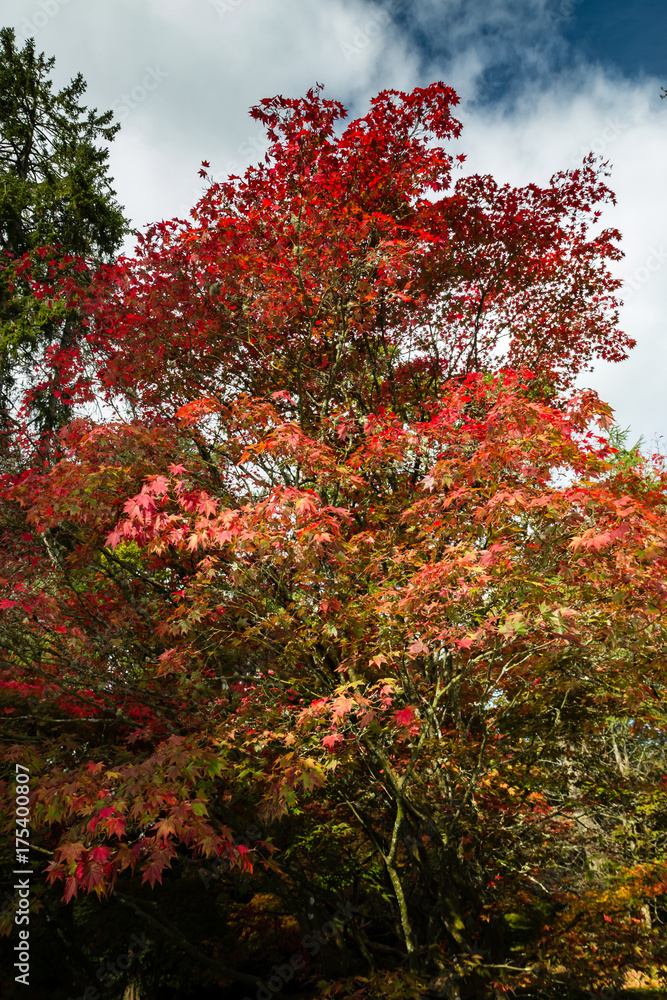 Brightly colored leaves on trees during the fall / autumn