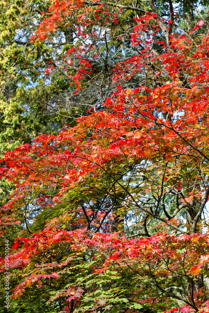 Vividly colored Autumn (fall) trees