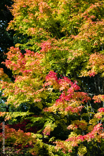 Brightly colored autumn / fall trees