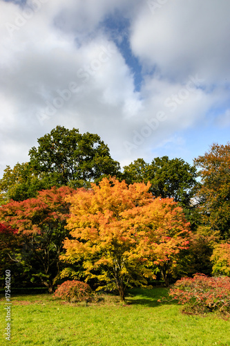 Brightly colored autumn / fall trees