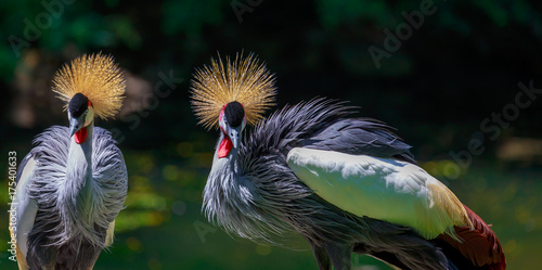 Grey Crowned Crane