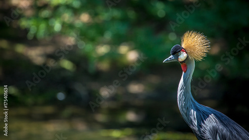 Grey Crowned Crane photo