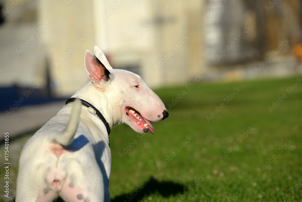 Kampfhund, weißer weiblicher Bullterrier im Profil