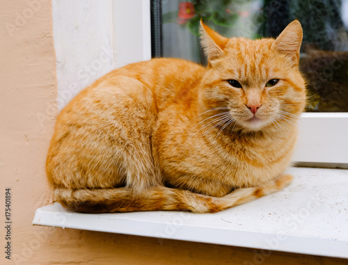 The pretty homeless beautiful ginger red striped cat lies on the windowsill