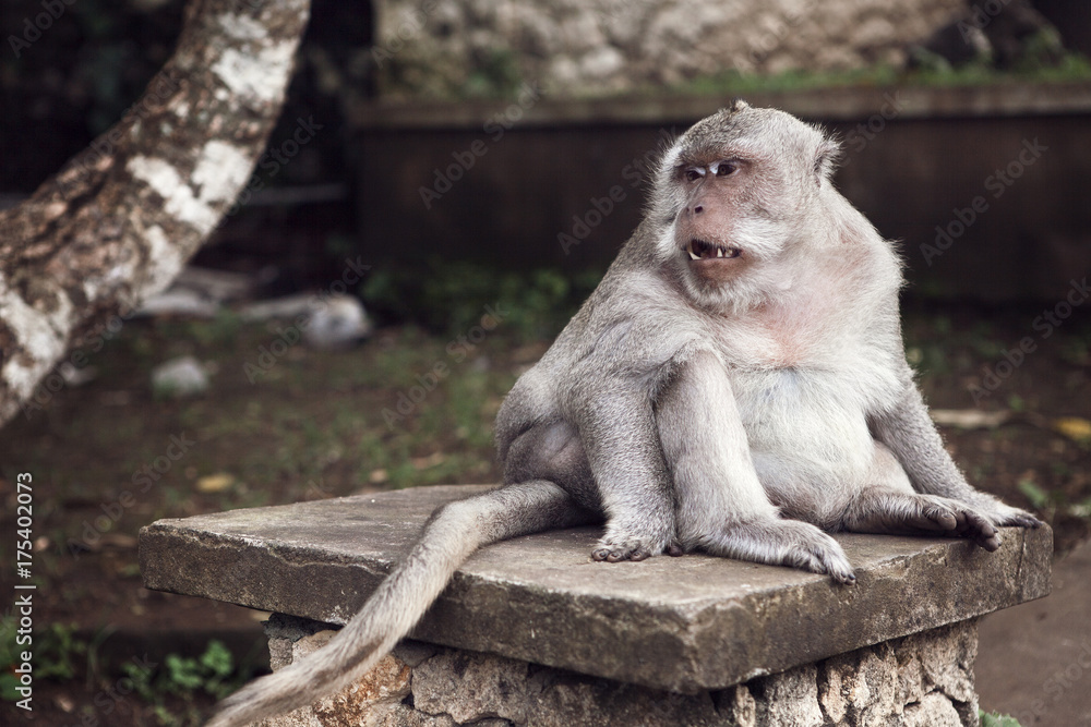 Cute Fat Long Tailed Macaque Monkey looking sad in Uluwatu, Bali, Indonesia