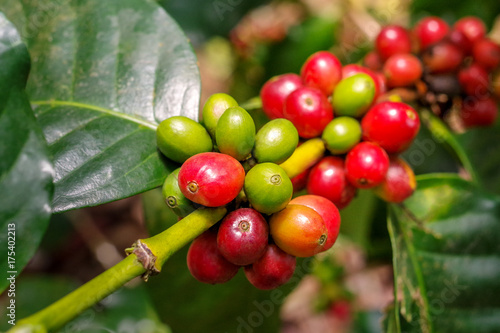 Coffee berries (cherries) grow in clusters along the branch of the coffee tree in organic plantation.
