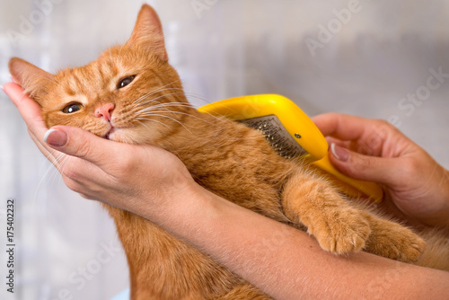 Woman combing her redhead cat	