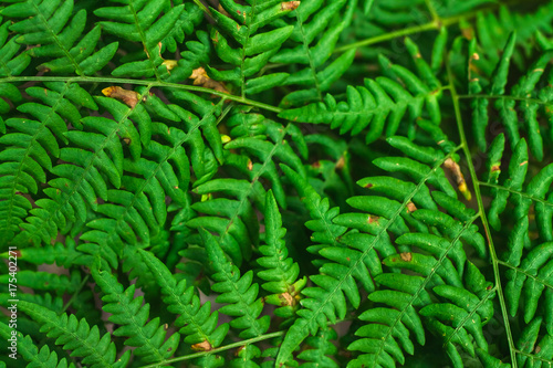 Fresh green fern leaves on blur background in the garden. Texture of fern leaves.