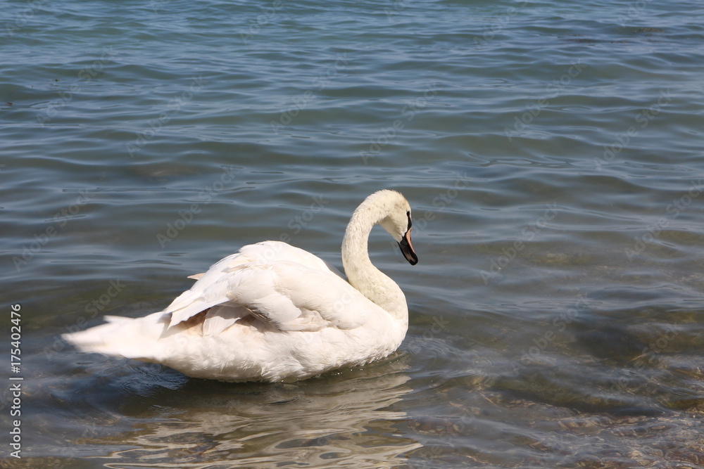 White swan on shore of lake Balaton, Tihany Peninsula, Hungary White swan on shore of lake Balaton, Tihany Peninsula, Hungary