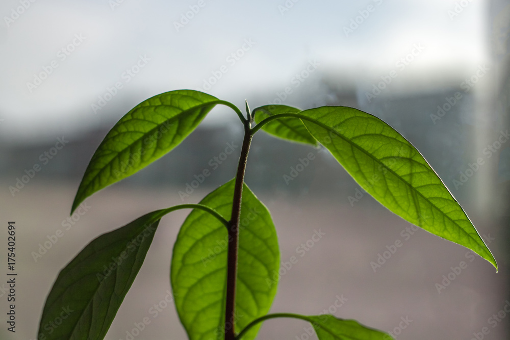 Macro of little sprout avocado Persea gratissima on the sunny window Macro of little sprout avocado Persea gratissima on the sunny window