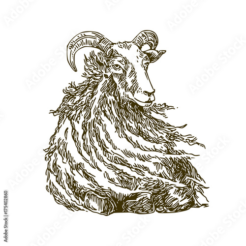 Farm animals. Sheep. Sketch. Vector illustration.