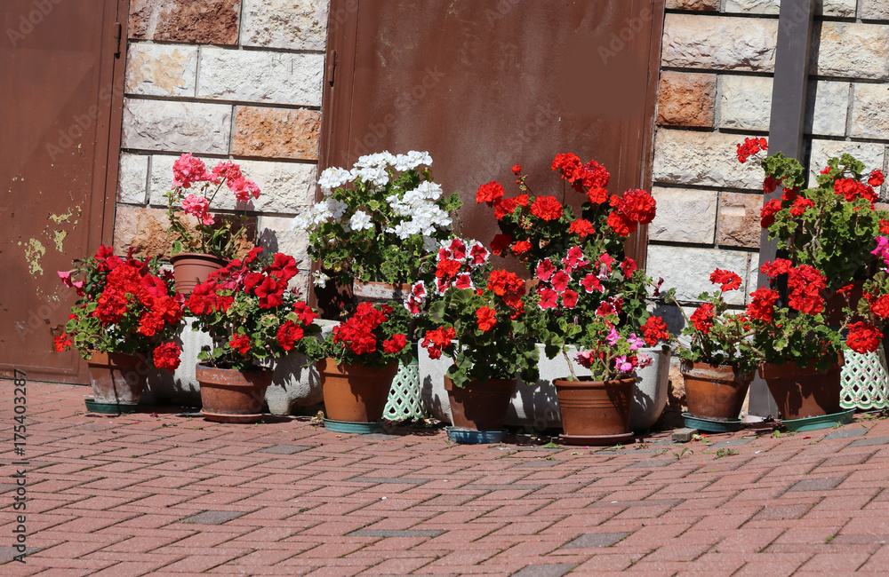 geraniums in the courtyard of the house during the flowering per geraniums in the courtyard of the house during the flowering per