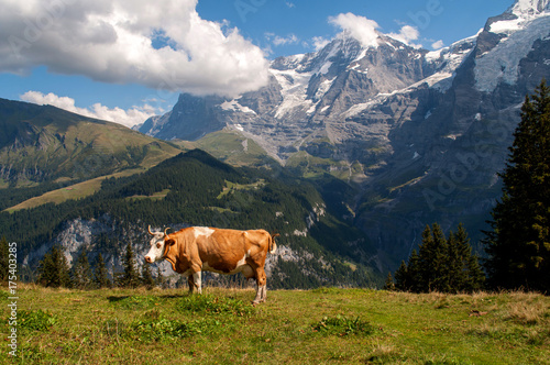 Alpine cows in the Switzerland