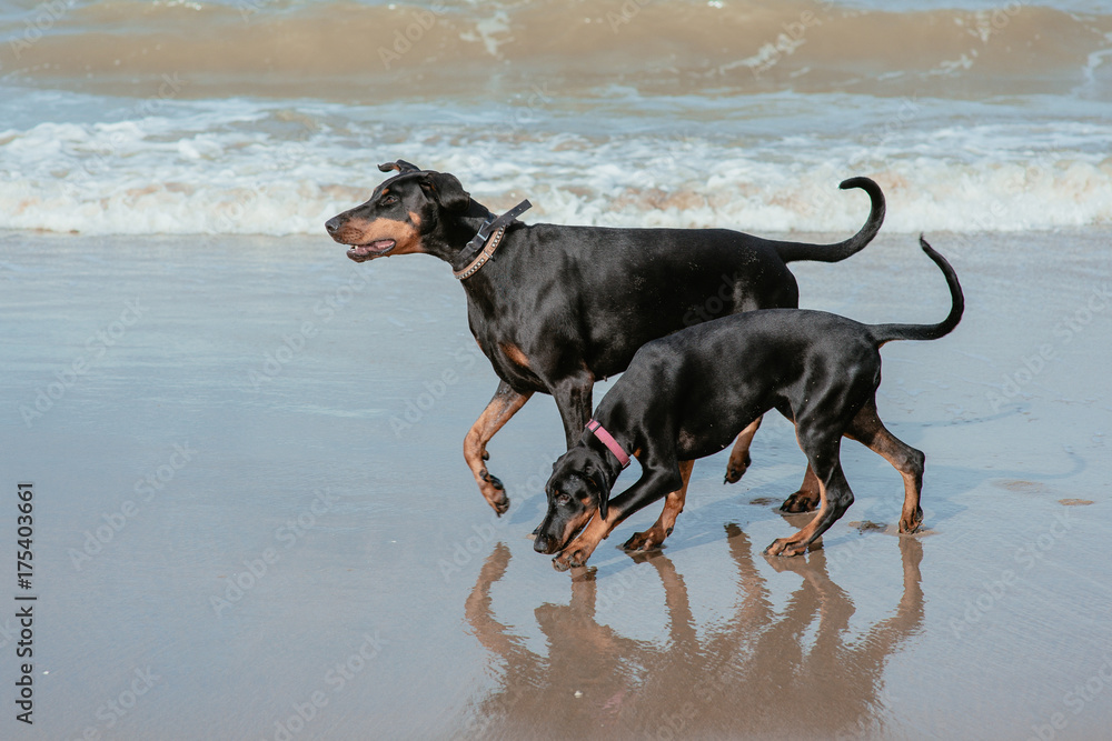 Happy funny dogs dobermans at the sea coast Happy funny dogs dobermans at the sea coast
