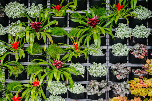 vertical garden with red bromeliad