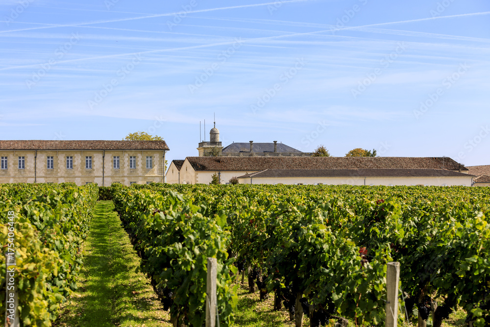 Vendange of Red Wine at Château Gruaud-Larose Grand Cru, Saint Julien, Bordeaux in France