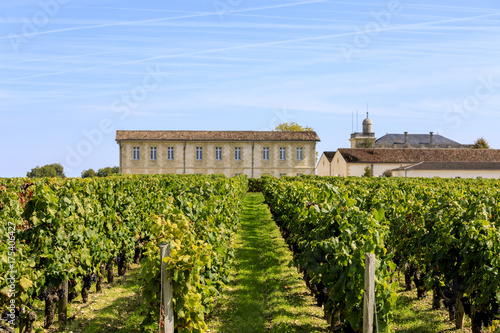 Vendange of Red Wine at Château Gruaud-Larose Grand Cru, Saint Julien, Bordeaux in France