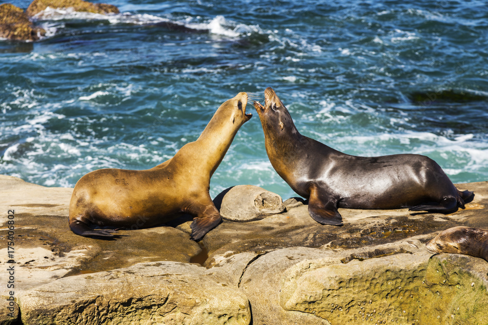 Fototapeta premium Seal Animals Play on Rock near famous La Jolla Cove north of San Diego, California