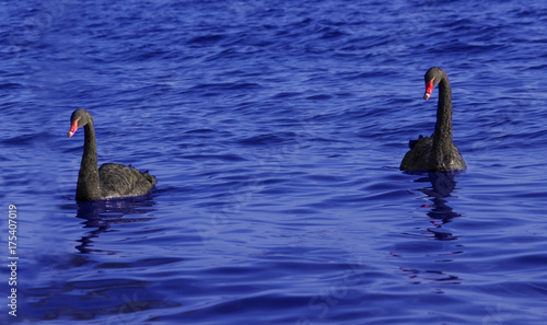  Twin black swan / A couple of black swan are swimming together in blue water