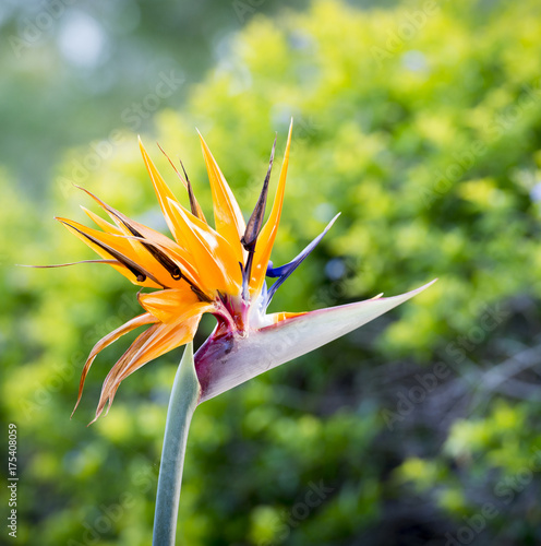 Bird Of Paradise Flower photo