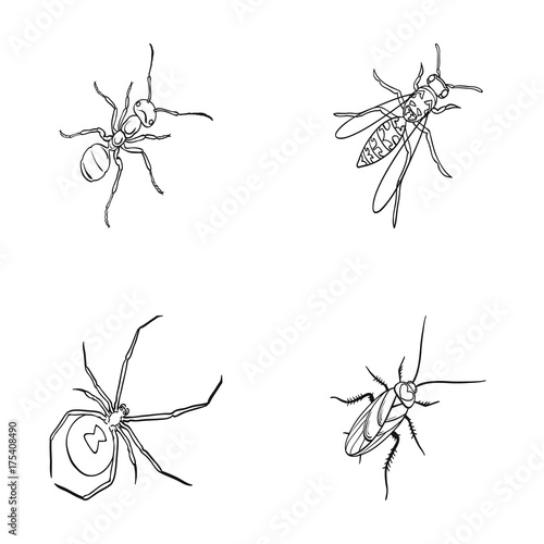 An insect arthropod, an osa, a spider, a cockroach. Insects set collection icons in outline style vector symbol stock isometric illustration web.