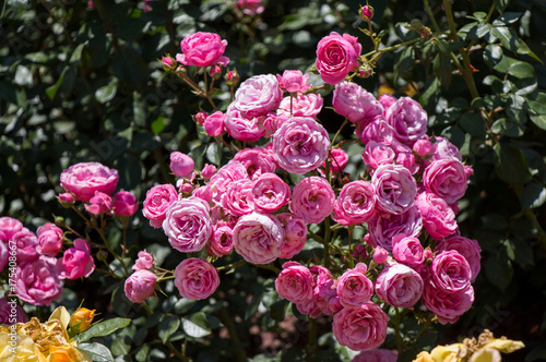 Rose garden with beautiful fresh roses