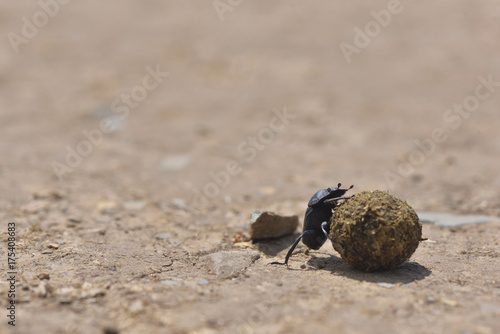 Tableau sur toile Dung beetles roll a dung ball
