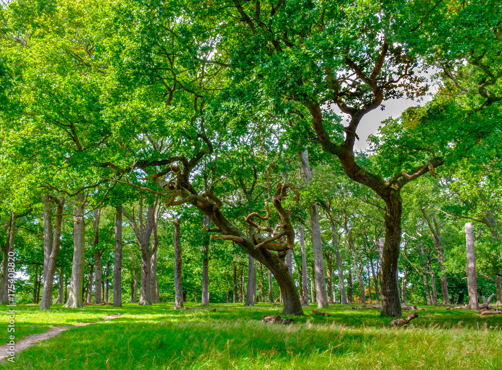 Path through a English woodland in summer, UK Path through a English woodland in summer, UK