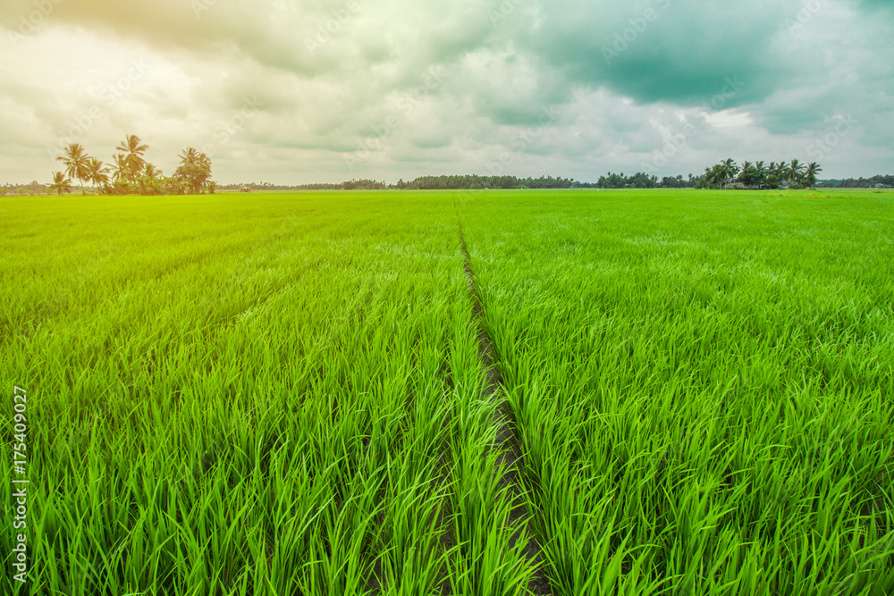 Fototapeta premium Beautiful Rice Field and Cloudy Sky
