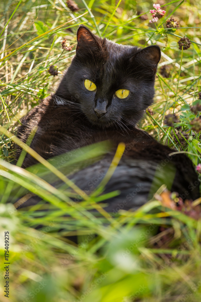 Beautiful black cat lie and relax in green grass outdoors in nature