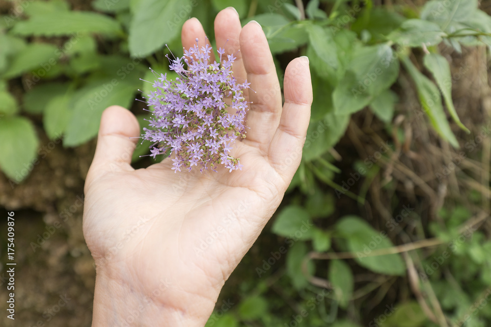 Hand of a woman touching some lilac flowers Hand of a woman touching some lilac flowers