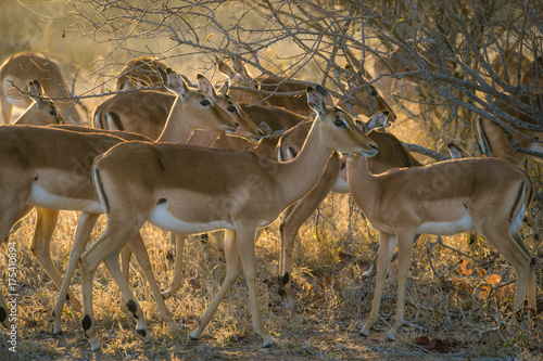 Принти на полотні Closeup of herd of young Impalas in South Africa