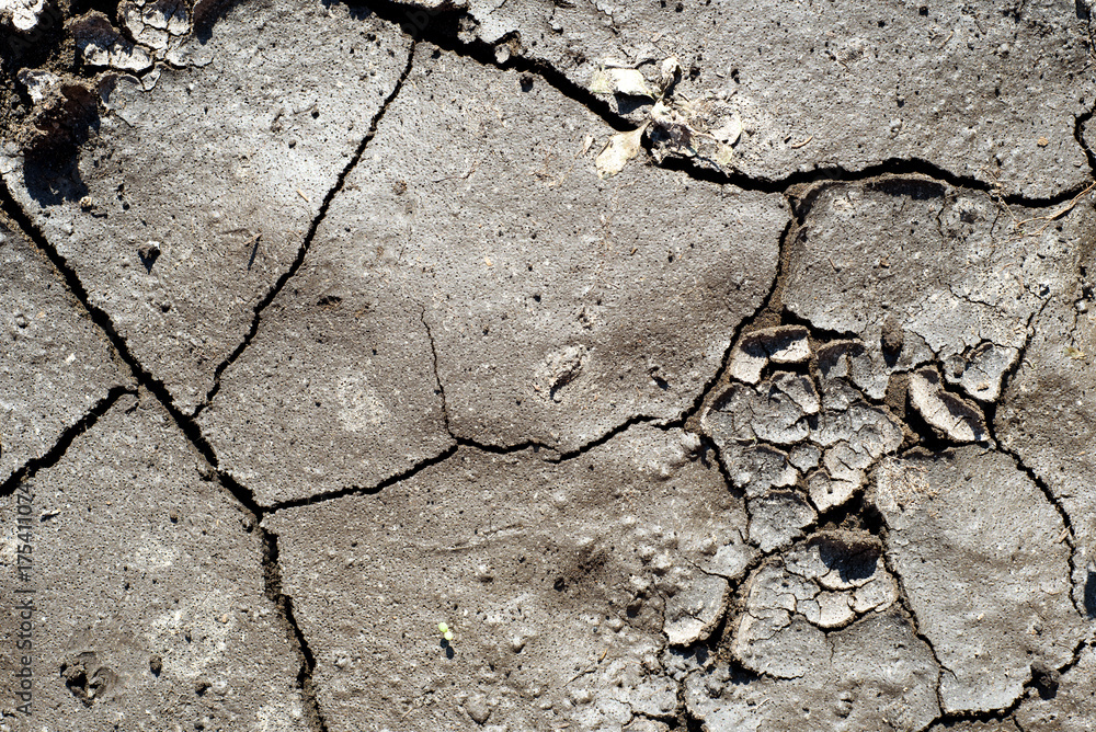 Obraz premium Cracked Dry Mud