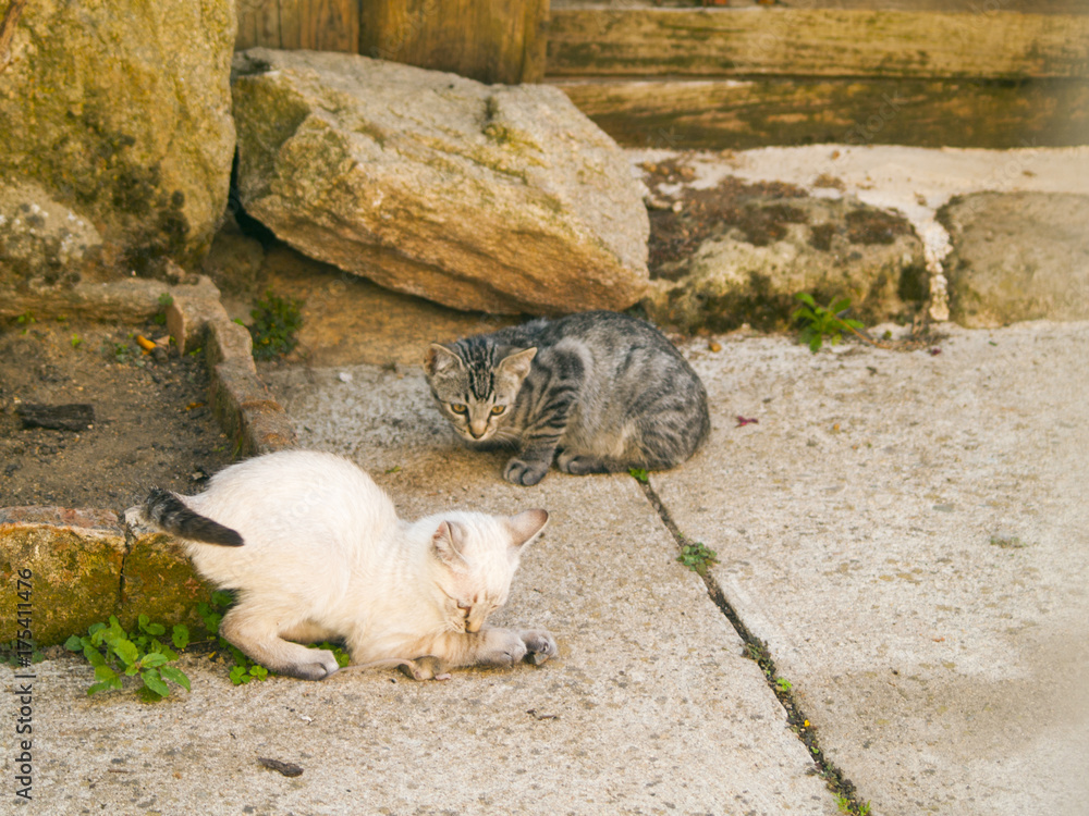 Siamese cat hunting a little gray mouse on a farm Siamese cat hunting a little gray mouse on a farm