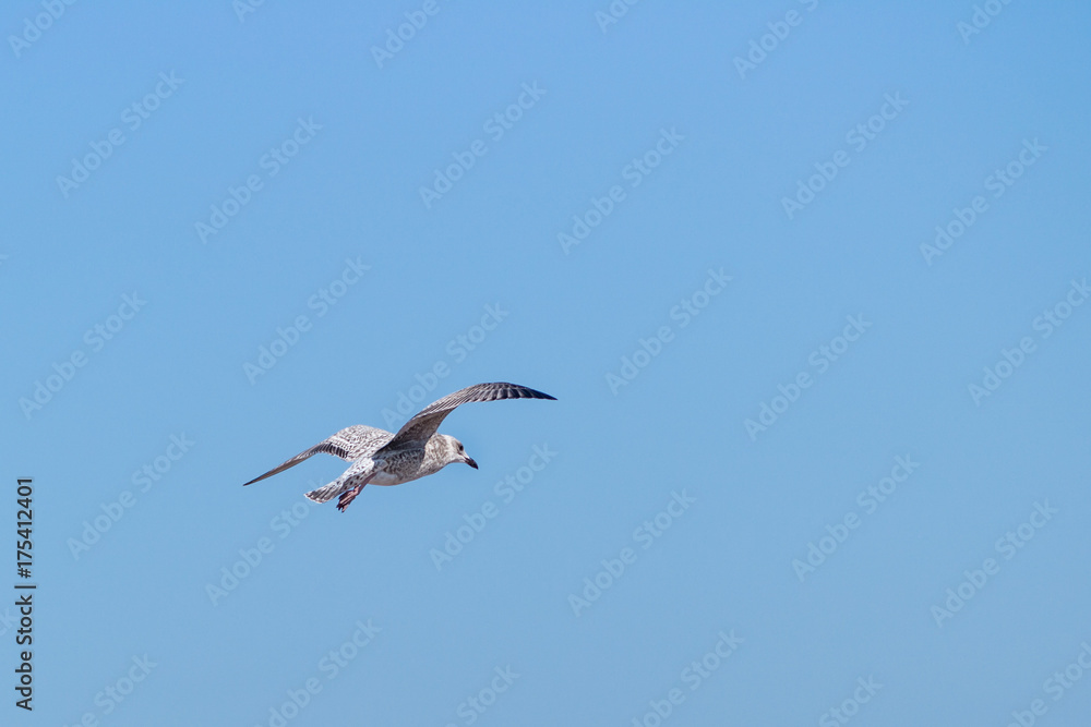 Soaring Herring Gull Flying in Empty Blue Sky for Copy-Space