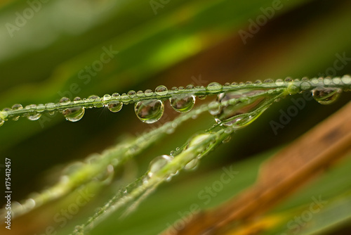 Water drops on green grass.