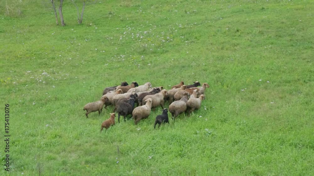Group of sheep gazing, walking and resting on a green pasture in Altai mountains. Siberia, Russia. Group of sheep gazing, walking and resting on a green pasture in Altai mountains. Siberia, Russia.