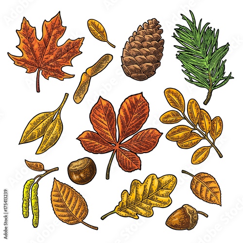 Set leaf, acorn, chestnut and seed. Vector vintage color engraved
