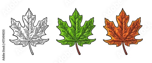 Canvas-taulu Maple green and orange leaf. Vector vintage color engraving