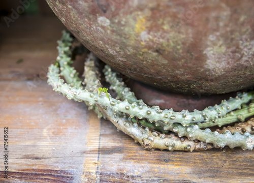 Tinospora cordifolia herb on wood table photo