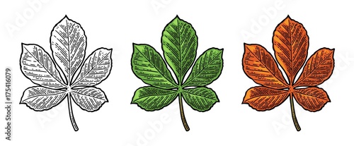 Chestnut leaf. Spring green and autumn orange. Vector engraved